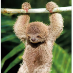 These Tree Sloths