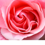 Roses squad3124