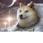 DOGE YARD