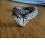 cuest snakes in the world