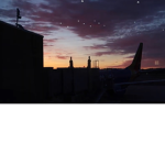 Bunny sunsets