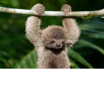 Silly bff sloths