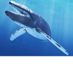 BlueWhale Productions