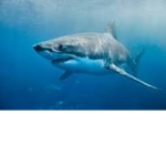 Sharkermans group