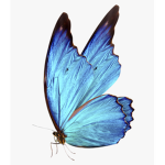 The cute blue butterflys