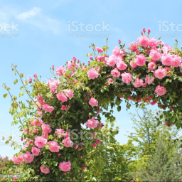 🌸