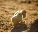 Chicky Party
