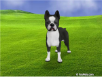 Shadow my boston terrier