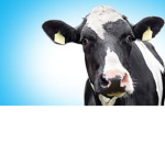 Cow_Cult
