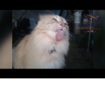 Party Cats