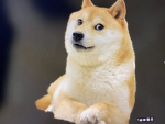 DOGE’S RULE!!!