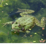 My special Frogs! :)