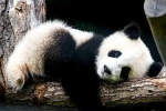 ColourfulMindsLikePandas