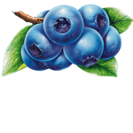 Blueberry the blueberry