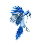 BluJays