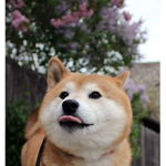 Epic Doggo Group