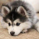 ~lil huskies~