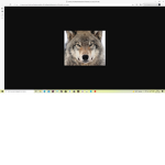STUDIS WOLF