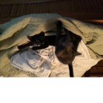 Kitty kools