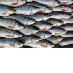 FEESH CLAN FEEEESH