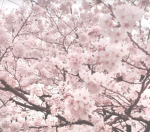 . Cherry blossem .