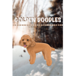 GOLDENXDOODLES