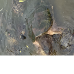 Turttle king of pond