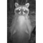 Racoons that feast on memes from the garbage >:)