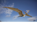 Pterodactyl Cult Girl