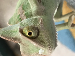 Chameleons united