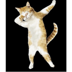 Shakes_kitty