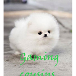 Gam1ng Cousins