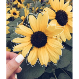 Sunflower Squad Obby