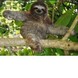 ~Sloths~ Meeting And Hangouts!
