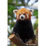Pandy da vi ego