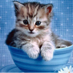 -paws-