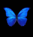 The professional Elite butterfly’s!