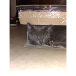Unstoppable cats forever