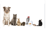 Pet club!!!!!!