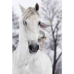 Siefried_