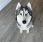#huskies robux/