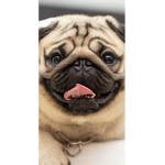 DOGGY OG PUG