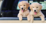 The Dogs #mydogs4life!
