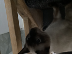The Siamese group