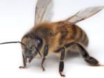 Buzzle!