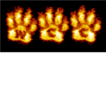 The Warrior Cats Community