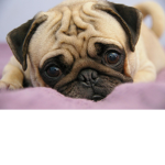 Give The Pugs Some Hugs!