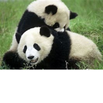 Panda Buddies!