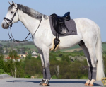 Diamond stirrup equestrians