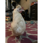 papa hair chicken fan group